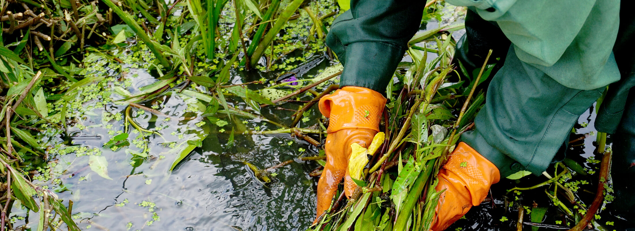Workers in waders clearing overgrown vegetation and debris from a flooded retention pond